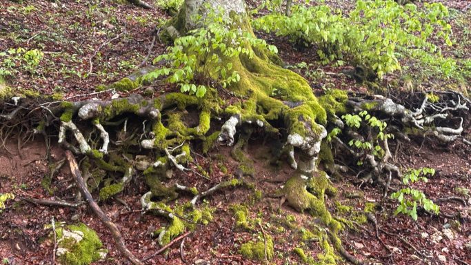 mystische Wurzelgebilde am Wegesrand des italienischen ACT