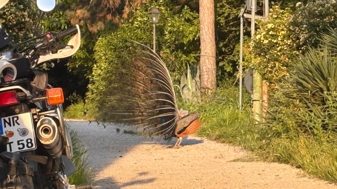 Ein Pfau in unseren Agritourismo in Bertinoro