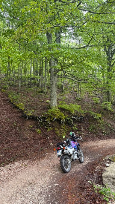 Ein wünderschöner Waldweg in der Nähe des Monte Prati di Nocria