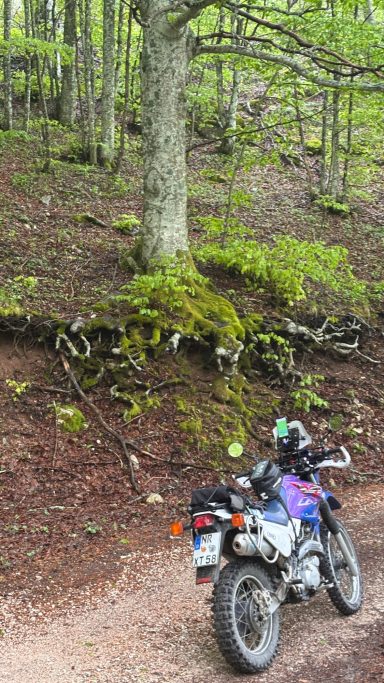 Ein wünderschöner Waldweg in der Nähe des Monte Prati di Nocria vor einer maytischen Wurzel