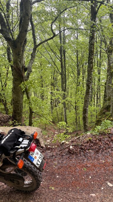 Ein Motorrad steht am Waldrand, umgeben von grünen Bäumen und dichtem Unterholz.